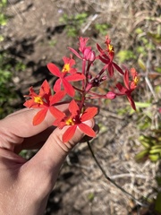 Epidendrum × obrienianum