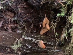 Guepinia helvelloides