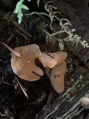 Guepinia helvelloides