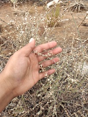 Eriogonum wrightii dentatum