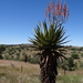 Mopane Aloe - Photo (c) Peter Erb, some rights reserved (CC BY-NC), uploaded by Peter Erb