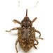Conotrachelus naso - Photo (c) Mike Quinn, Austin, TX, some rights reserved (CC BY-NC), uploaded by Mike Quinn, Austin, TX