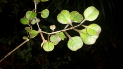 Coprosma spathulata