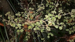 Coprosma spathulata