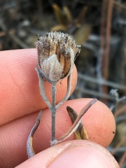 Monardella hypoleuca hypoleuca