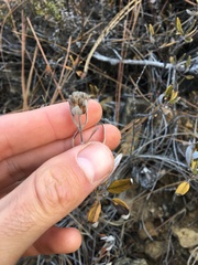 Monardella hypoleuca hypoleuca