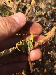 Monardella hypoleuca hypoleuca