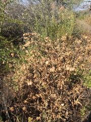 Monardella hypoleuca hypoleuca