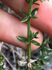 Galium cliftonsmithii