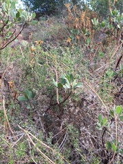Galium cliftonsmithii