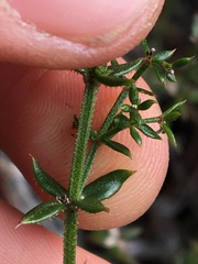 Galium cliftonsmithii