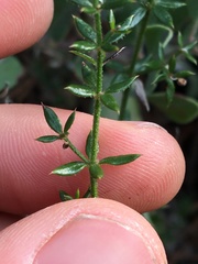 Galium cliftonsmithii