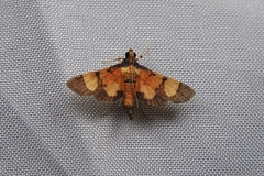 Aethaloessa