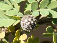 Tanaostigmodes howardii