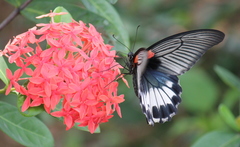 Papilio memnon