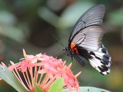 Papilio memnon