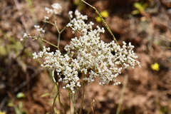Eriogonum multiflorum