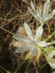 Vagaria parviflora