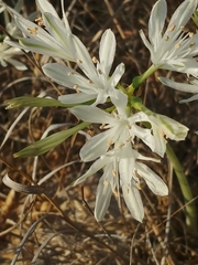 Vagaria parviflora