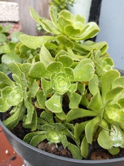 Aeonium undulatum