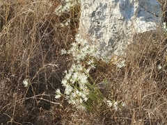 Vagaria parviflora