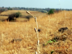 Drimia indica