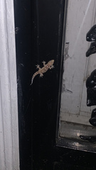 Hemidactylus turcicus