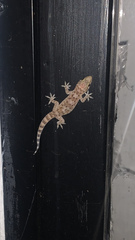 Hemidactylus turcicus