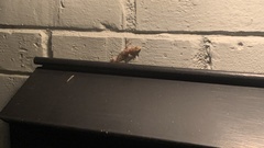 Hemidactylus turcicus