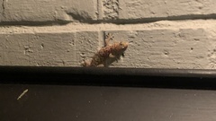 Hemidactylus turcicus