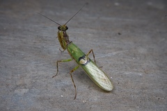 Creobroter jiangxiensis