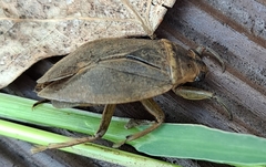 Appasus japonicus