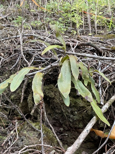 Elaphoglossum paleaceum observed 2021-10-05