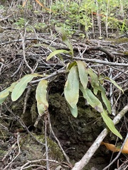 Elaphoglossum paleaceum