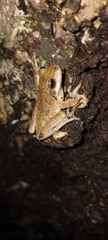 Smilisca baudinii