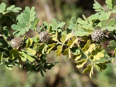 Tanaostigmodes howardii