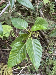 Urera glabra