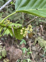Urera glabra
