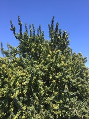 Schinus latifolia