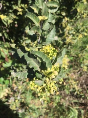 Schinus latifolia