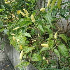 Capsicum annuum