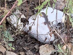 Aspidoscelis stictogrammus