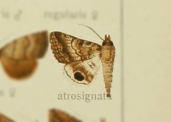 Anumeta atrosignata