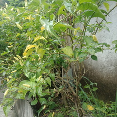 Capsicum annuum
