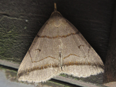 Zanclognatha griselda