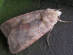 Diarsia canescens