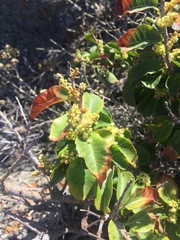 Schinus latifolia