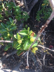 Schinus latifolia