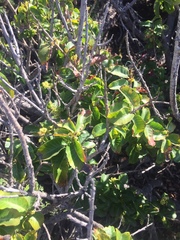 Schinus latifolia