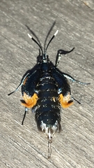 Cebysa leucotelus